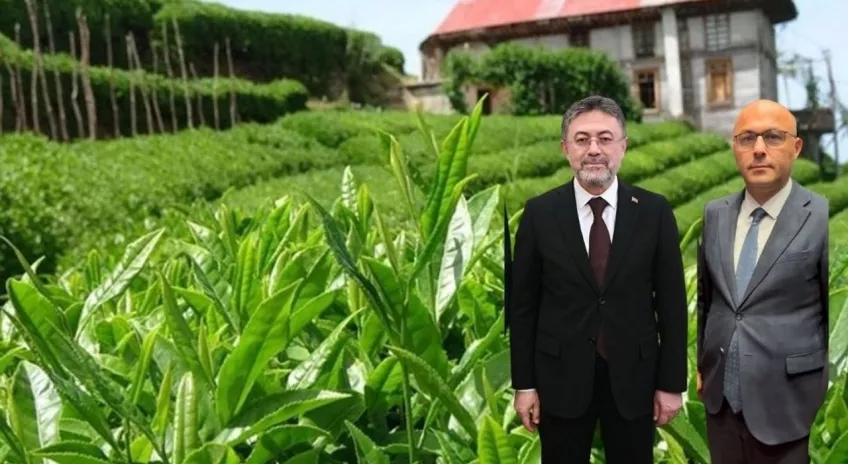 Bakan Yumaklı, BHA'ya konuştu;  Çay hasadı....