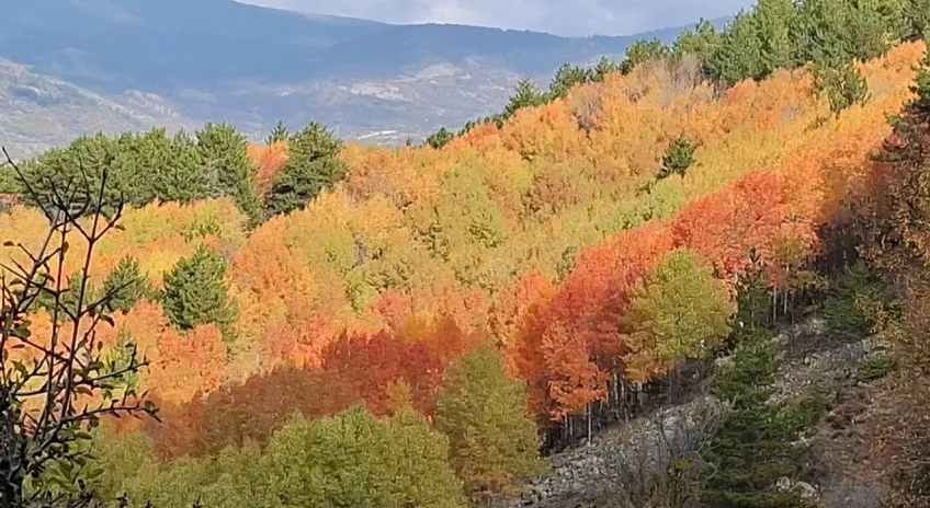 Beypazarı yaylalarında renk cümbüşü yaşanıyor