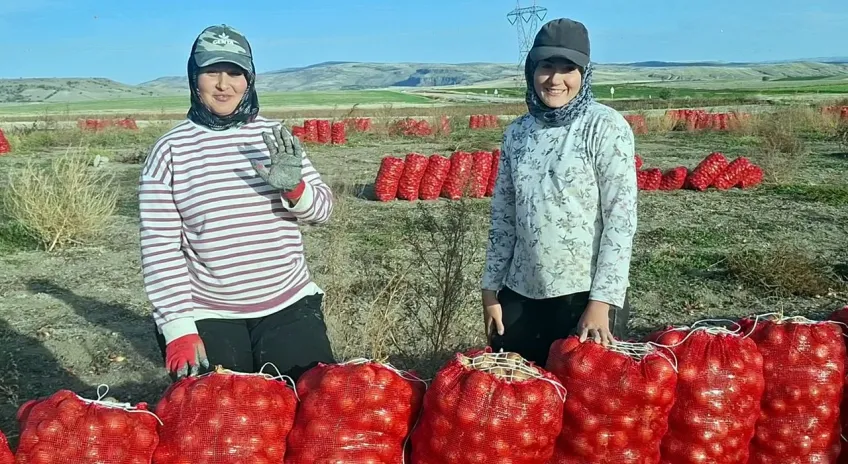 Beypazarı’nda soğan üreticisi tarlada 5 TL ile geçim derdinde