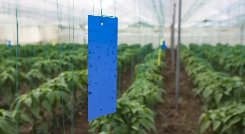 Büyükşehir’den Üreticilere Sera İpi ve Yapışkanlı Tuzak Desteği