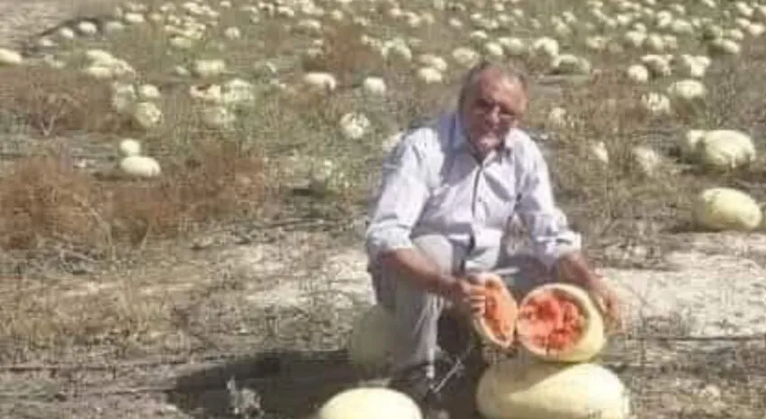 Dağ domuzu yerliyi seçti: Hayvanlar bile ithal tohumu yemiyor