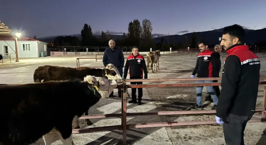 Erzincan Canlı Hayvan pazarı açıldı