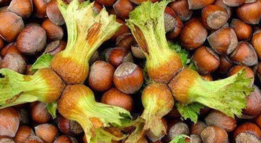 Fındık Fiyatı Psikolojik Eşiği Aştı
