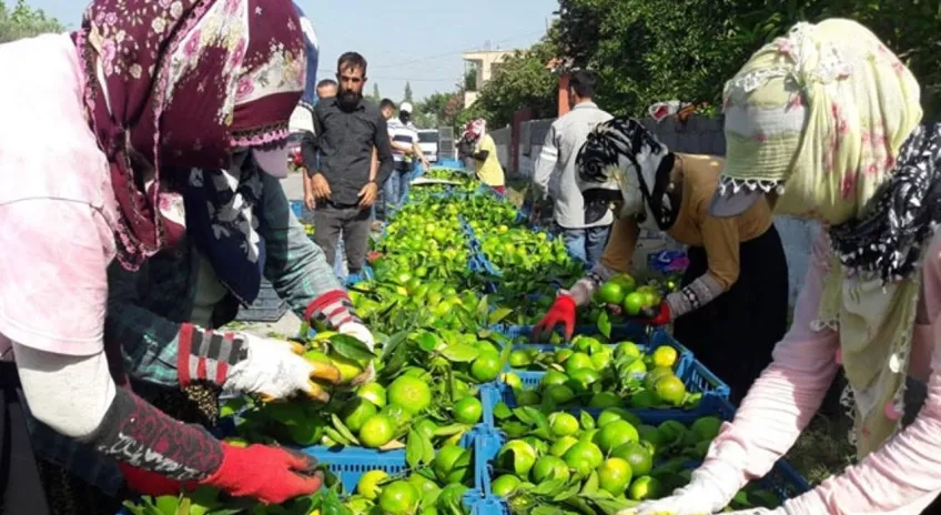 Hatay'da 'Erkenci mandalina' hasadı başladı