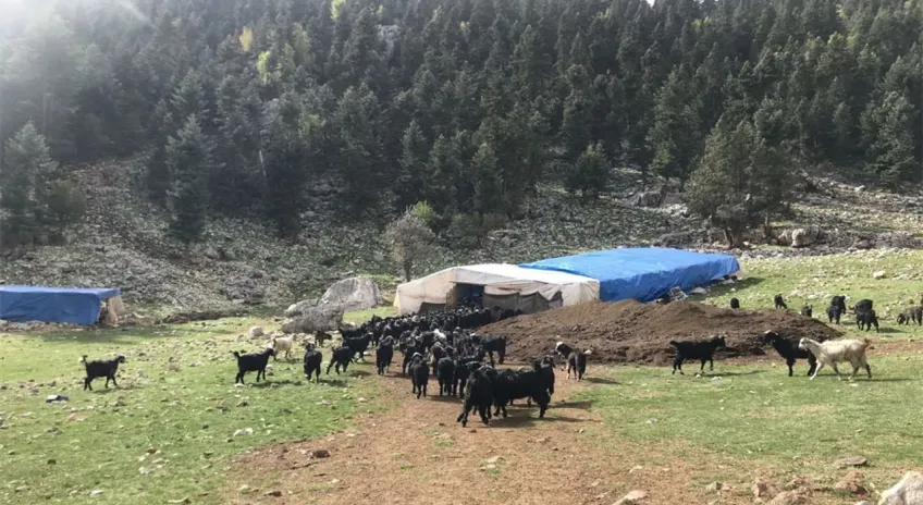 Havalar soğudu, yörüklerin dönüş yolculuğu başladı