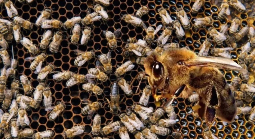 İklim değişikliği bombus arılarının yaşamını tehdit ediyor