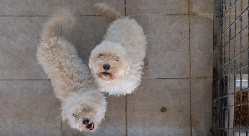 İzmir’de El Konulan 20 Cins Köpek Işıkkent Köpek Bakımevi’nde