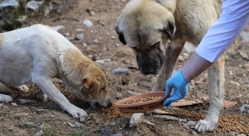 İzmir’de hayvan katliamı: 10 köpek ve 5 kedi zehirlenerek öldürüldü