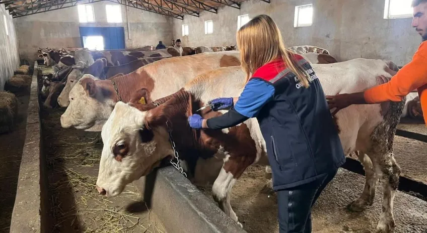 Kars’ta Buzağı kayıplarına karşı septisemi aşısı seferberliği sürüyor
