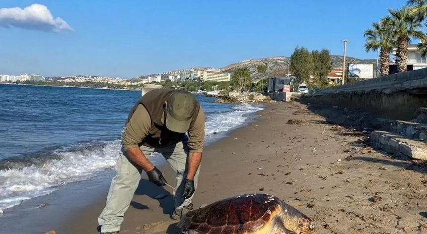 Kuşadası'nda 3 deniz kaplumbağası ölü bulundu