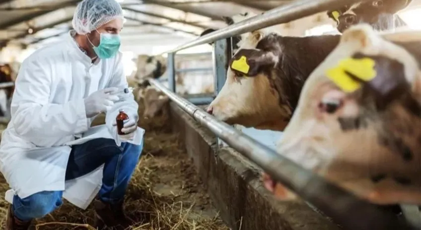 Kuşadası'nda canlı hayvan giriş-çıkışları yasaklandı