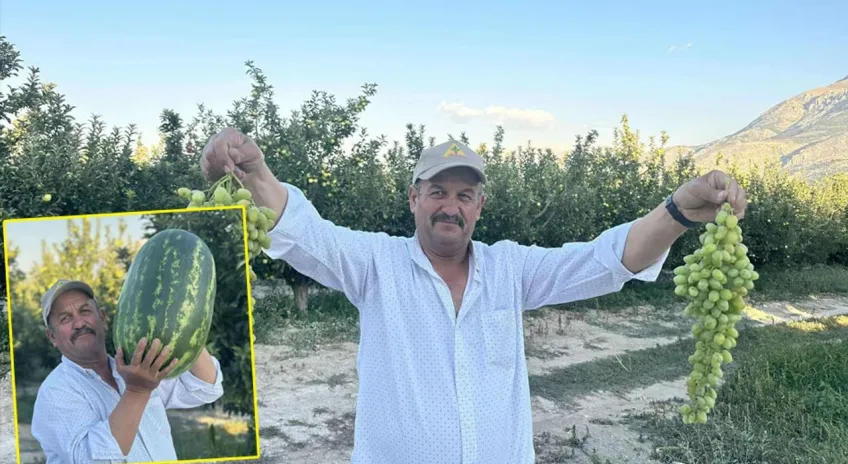 Senirkentli çiftçiler dev karpuzlarla rekor kırıyor