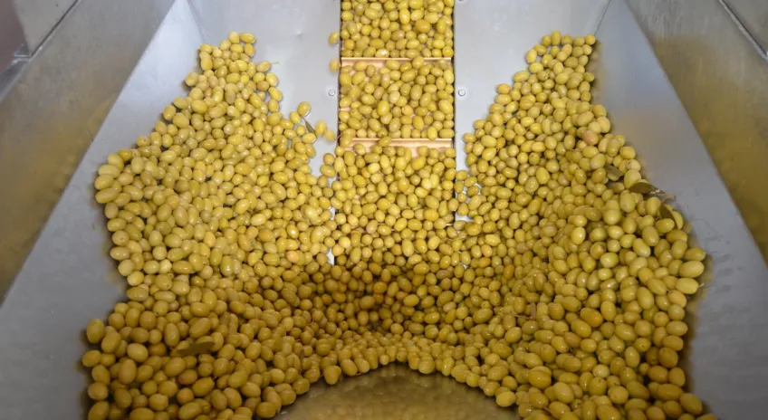 Sofralık Zeytin İhracatı Yeni Sezona Yüzde 13’lük Artışla Girdi 