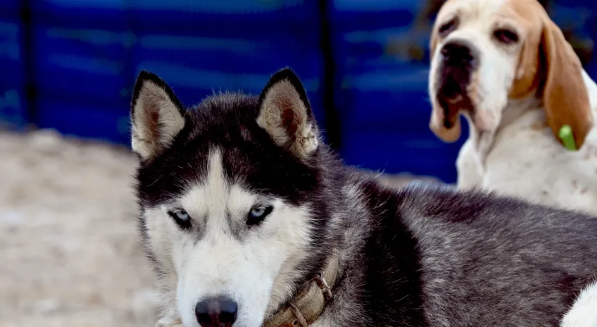 Yalova Belediyesi'nden Can Dostlara Kapsamlı Hizmet