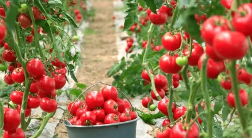 Yankı Yemek Karacabey’de Tarımsal Üretimle Maliyet Avantajı Sağlamayı Hedefliyor